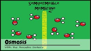 OLD VIDEO Osmosis [upl. by Mcnamee]