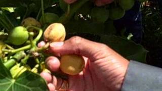 Growing Jatropha Seeds in Florida for Biodiesel [upl. by Ker]