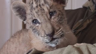 Unbelievably cute rare liger cub born in Russia [upl. by Anih563]