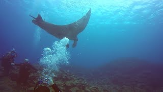 Scuba Diving in Japan  Ishigaki Island [upl. by Arriec]