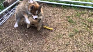 Pomsky puppy playing with full grown teacup pomeranian [upl. by Petta]