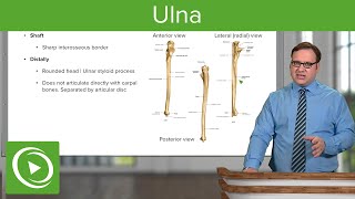 Ulna Function amp Position – Anatomy  Lecturio [upl. by Nawaj]