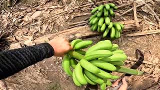 HARVESTING BANANA LAKATAN [upl. by Carlyle438]