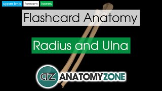 Radius and Ulna  Flashcard Anatomy [upl. by Ariom]