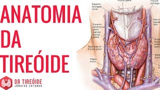 Anatomia da tireoide  Onde se localiza  Dr Jônatas Catunda [upl. by Nimaynib]