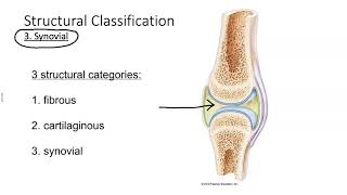 Classification of joints [upl. by Theo]