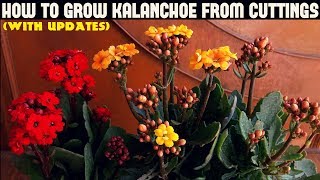 How To Grow Kalanchoe From CuttingsWITH UPDATES [upl. by Liahus]