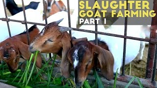 Slaughter Goat Farming Part 1  Slaughter Goat Farming in the Philippines  Agribusiness Philippines [upl. by Ennaxor]