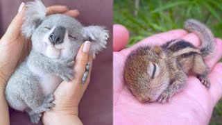 15 Cutest Baby Animals You Need To Pet [upl. by Odnesor576]