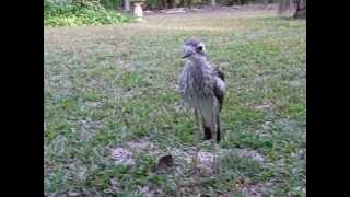 Bush StoneCurlew making a disturbing hissing sound [upl. by Enilrac]