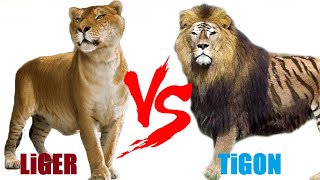 Liger VS Tigon  Liger VS Tigon Who Will Win [upl. by Lenneuq]