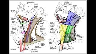 Cervical Lymph Node Levels in 5 minutes [upl. by Dugaid]