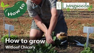 How to grow Witloof Chicory [upl. by Merta]