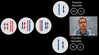 Chromosomal Inheritance [upl. by Blancha]