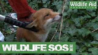 Wildlife SOS Online  Special Episode [upl. by Dunaville]