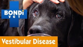 How To Treat Your Dog From Vestibular Disease  Pet Health [upl. by Eiddet]