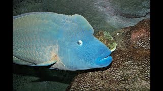 Facts The Napoleon Fish Humphead Wrasse [upl. by Ramedlaw]