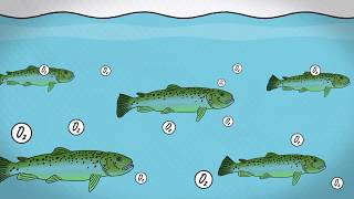 Fish farming methods [upl. by Dyob]