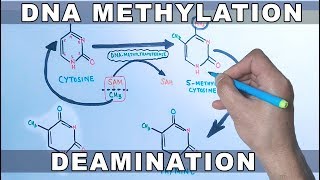 DNA Methylation [upl. by Corley]