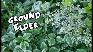 Ground Elder  Goutweed  Bishops Weed [upl. by Alemat]