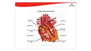 Dysrhythmia Management [upl. by Novrej]