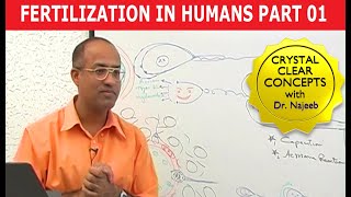 Fertilization in Humans  Conception  Embryology  18 [upl. by Eimme]