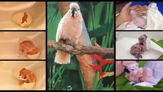 Moluccan Cockatoo baby Hatching [upl. by Zamir]