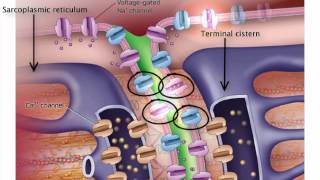 ExcitationContraction Coupling [upl. by Cordie]