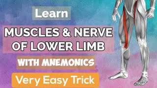 All Muscles amp Nerves Of Lower Limb MNEMONICS [upl. by Aroda716]