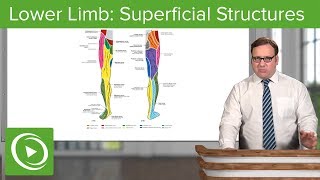 Lower Limb Superficial Structures amp Cutaneous Innervations – Anatomy  Lecturio [upl. by Ayoras]