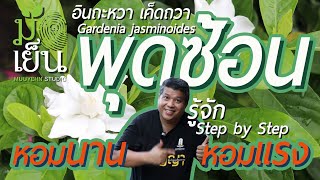 พุดซ้อน ดอกขาวหอมนาน หอมแรง มีดอกตลอดปี ทรงพุ่มแน่น อินถะหวา เค็ดถวา Gardenia jasminoides [upl. by Son138]