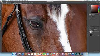 Editing the Horses Eye for Black Background Portraits in Photoshop CC [upl. by Ayiotal]