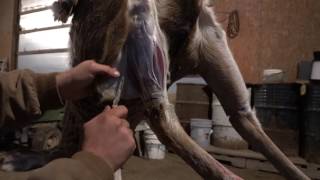 How To Skin A Deer For Taxidermist Shoulder Mount [upl. by Kotick669]