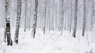 Snowstorm in the Forest  Winter Blizzard Sounds for Sleep amp Relaxation  Natural White Noise Sounds [upl. by Yrrap166]