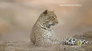 Caçadores Da África  Leopardo HD [upl. by Aicilanna]