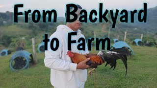 How to start Gamefowl Breeding ProperlyFarmboys Way [upl. by Silloh]