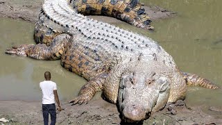 10 Largest Reptiles in the World Crocodiles and Turtles [upl. by Haropizt]