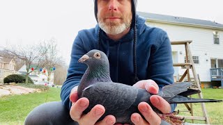 How to vaccinate a pigeon Vaccinating racing pigeons prior to 2021 breeding season [upl. by Eisen]