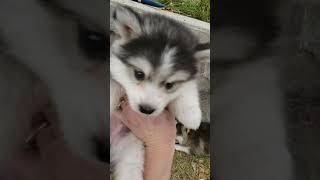 Micro Pomsky Puppies For Sale [upl. by Ahsienet]