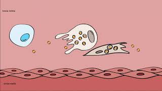 Pathogenesis of Atherosclerosis [upl. by Yrolam]