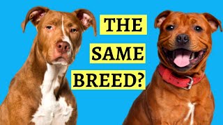 Are Pit Bulls And Staffies the Same  Breed Comparison [upl. by Cole]