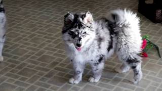 Pomsky Puppies for Sale [upl. by Leisam450]