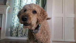 Farfel The Goldendoodle barking [upl. by Adest698]