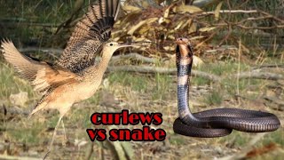 Curlews VS Snake [upl. by Ennaitsirk]