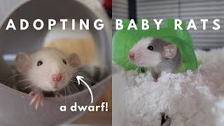 Bringing Home New Baby Rats [upl. by Aseela]