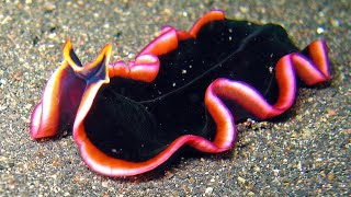 Facts Marine Flatworms [upl. by Adnoryt970]