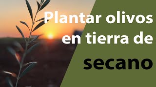 Cómo plantar olivos en tierra de secano [upl. by Htevi]