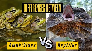 Key The Differences Between Amphibians and Reptiles  Comparison and Similarities [upl. by Marka]