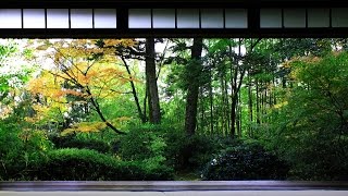 3 HOUR Japanese Temple Bell Sound At Hondo for Relaxing Healing And Zen [upl. by Melania]