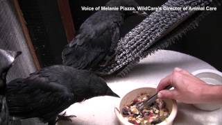 Baby Crows Being Taught How to Selffeed at WildCare [upl. by Arvy988]